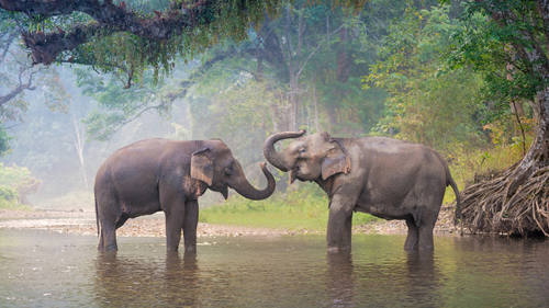 Des éléphants en Thaïlande